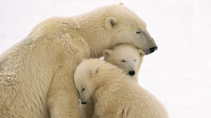 Cute Polar Bear Family Wallpaper HD Wallpaper with 1920x1080 ...