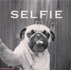 Les chiens et les selfies