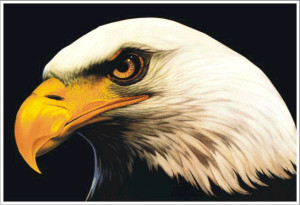 Bald Eagle Decal Decals