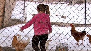 rhonj-milania-chickens