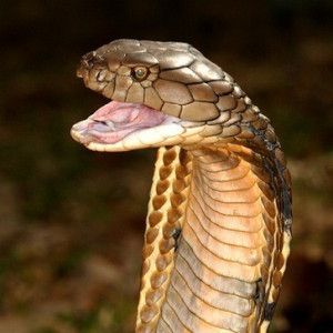 neither a cobra nor a king the king cobra is