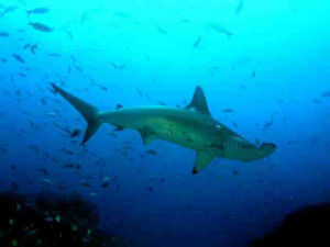 Shark Hammerhead Pictures, Images & Photos