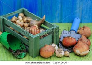... -planting-bulbs-of-spring-flowers-ready-for-planting-156440996.jpg