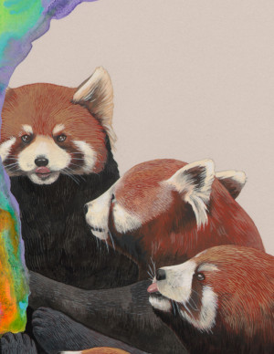 ... happiness Magic endangered gouache red panda Kozyndan Narwhal Gallery