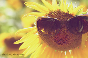 Endless field of sunflowers