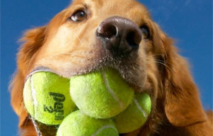 Most Tennis Balls In A Dog's Mouth 10 of 11