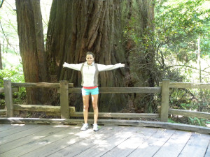 Redwoods John Muir National