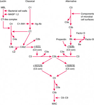 Complement System: Biology of the Immune System: Merck Manual ...