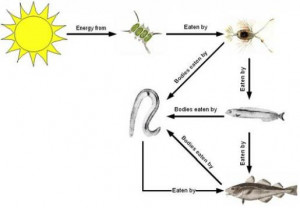 deep sea animal food chain