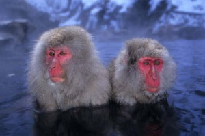 Snow monkeys or Japanese macaques Macaca fuscata .