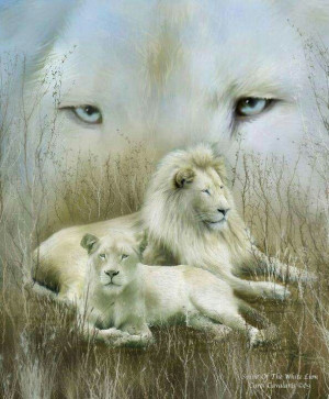 White lions | Africa Giraffe, Lion, Zebra etc.