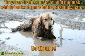 ... golden retriever funny golden retriever wallpapers golden retriever