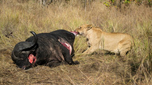 lion kills buffalo at sabi sabi private game reserve