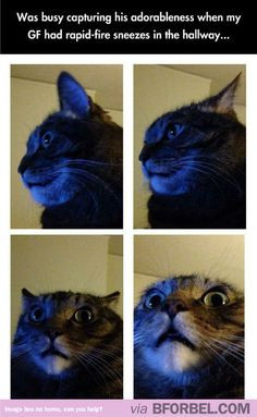 Cat Reaction Sneezing Meme