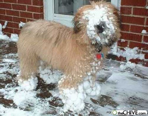 ... _weird_funny_amazing_cool3_a-dogs-snow-balls-2_200907260216109600