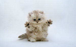 Cute-Kitten-Wallpaper-kittens-16094684-1280-800.jpg#cutest%20kittens