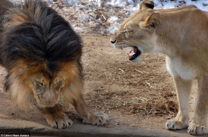 Yes dear: The male lion cowers as the lioness lets him know exactly ...
