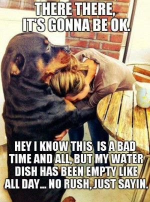 Dog sympathy