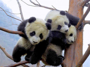 : Funny Panda Wallpapers, Funny Panda DesktopWallpapers, Funny Panda ...