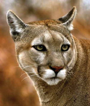 Cougar Cougar Cougar