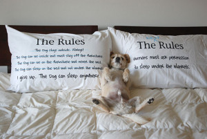 Pet owners will go to to sleep every night with smiles on their faces ...