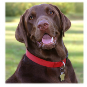 Chocolate labs are delicious