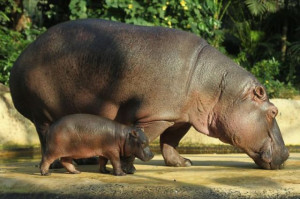 Cute Baby Hippo (17 pics)