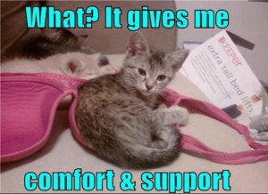 ... | Category: Funny Animals // Tags: Cute kitten in bra // May, 2013