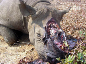 Poached Rhino - against-animal-cruelty Photo
