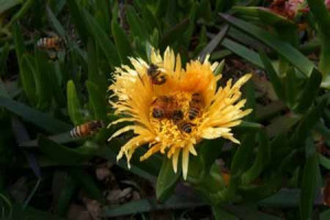 There is a famous quote about honey bees, attributed to Einstein, that ...