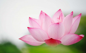 Flower Nature Garden Love Pink Lily Lotus Hd Wallpaper 2560×1600
