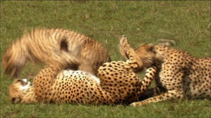 Cheetah, Tanzania, New Content 2014 38, Fighting, Predator, Living ...