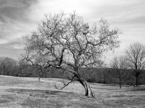 black and white tree photos