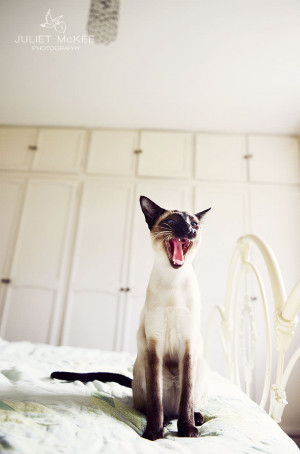 In a cats eye, all things belong to cats.’ English proverb.