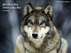 Quotes About Saving Wolves. QuotesGram