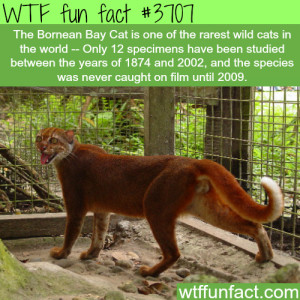 large WTF Facts : funny, interesting