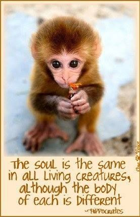 The soul is the same in all living creatures although the body of each ...