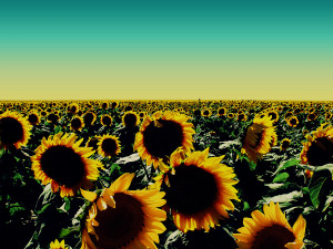 sunflower image sunflower best image sunflower photo sunflower flowers ...