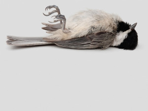 Quote / Nieuws / Curator kon maanden lang niet bij administratie ...