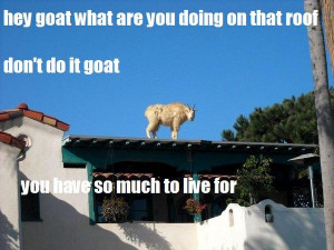 hey goat what are you doing on that roof don't do it goat you have so ...