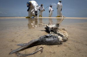 Study confirmed that Deepwater Horizon Oil Spill Contaminated Ocean ...