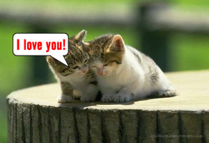 Love-cat-kitten-i+love+u-all-hit-movies.blogspot.in.jpg