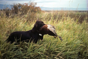 Upland Bird Hunting - Pheasant | Washington Department of Fish ...