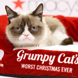 Peek Into Grumpy Cat's Worst Christmas Ever
