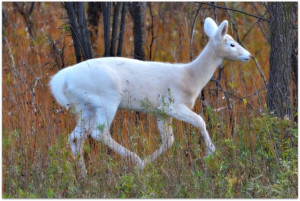 Beautiful White Deer Running In The Forest