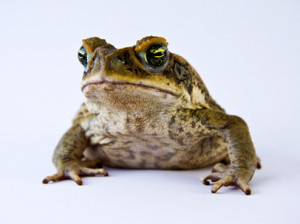 of satire admin buch unix uni satire pdf huck finn king solomon satire ...