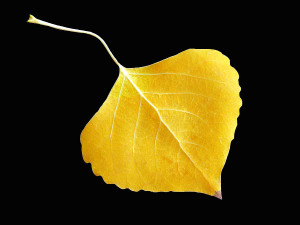 Aspen Leaf Black Photograph