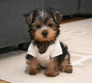 Presh / Yorkie puppy! I want one like now... Thanks