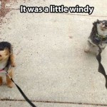 funny-picture-little-windy-150x150.jpg