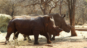 South Africa Rhino Poaching Spikes in 2013